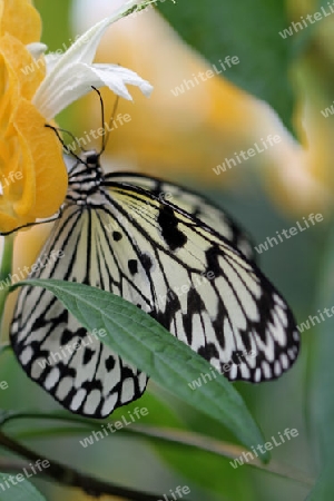 Schmetterling