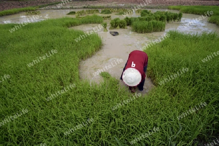 Reisfelder und Landwirtschaft in der Provinz Amnat Charoen nordwestlich von Ubon Ratchathani im nordosten von Thailand in Suedostasien.