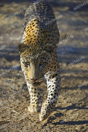 Leopard (Panthera pardus) streift durch sein Revier am Morgen, Khomas Region, Namibia, Afrika