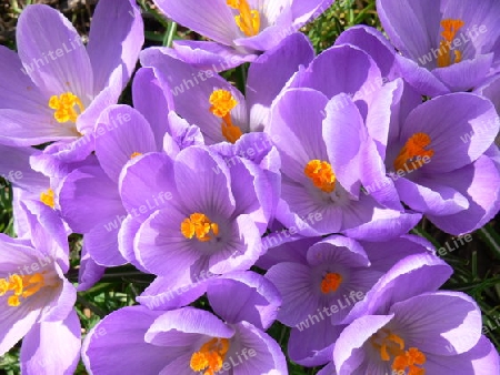 Krokus 2