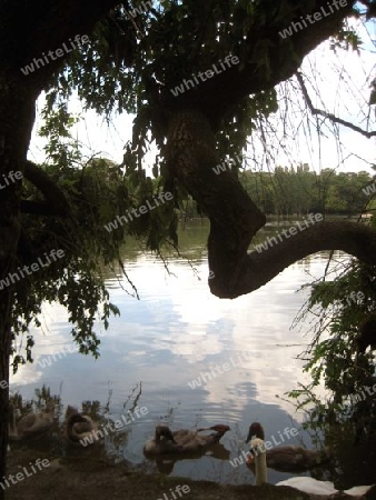 Englischer Garten M?nchen