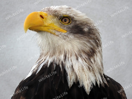 Schreiseeadler