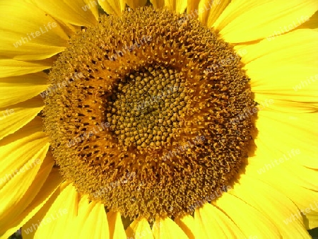 Sonnenblume