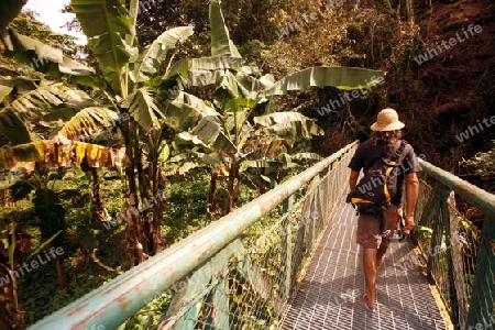 Amerika, Suedamerika, Venezuela, Karibik, Choroni Bananen Plantage im Regenwald in den Bergen von Choroni im Nationalpark Henri Pittier im zentralen norden von Venezuela