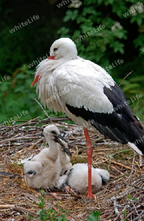 Junge Stoerche im Nest