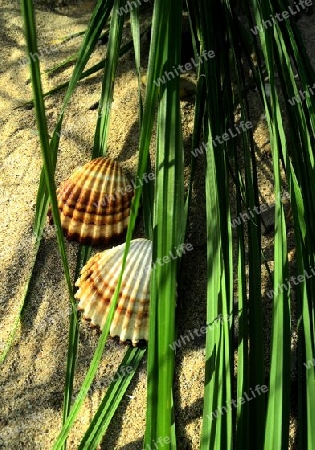 Muscheln im Sand