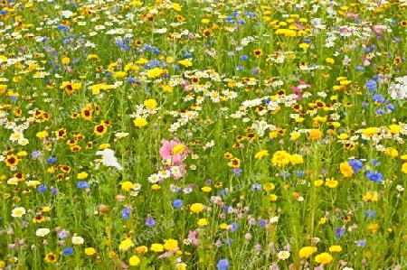 bunte Blumenwiese