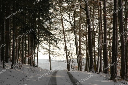 Waldweg im Winter