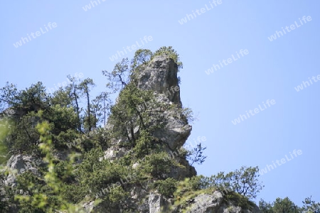 Wilder Fels, Baeume auf seiner Spitze