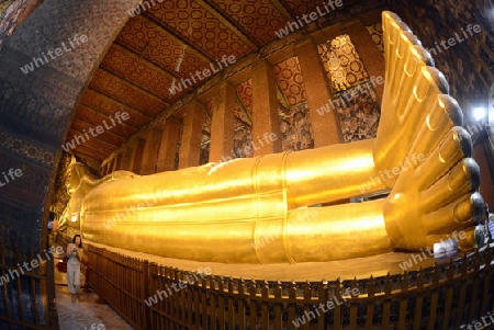 Der Liegende Buddha in der Tempelanlage des Wat Pho in der Hauptstadt Bangkok von Thailand in Suedostasien.