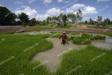 Reisfelder und Landwirtschaft in der Provinz Amnat Charoen nordwestlich von Ubon Ratchathani im nordosten von Thailand in Suedostasien.