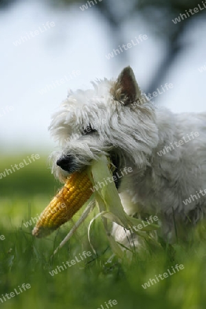 Westie mit Maiskolben