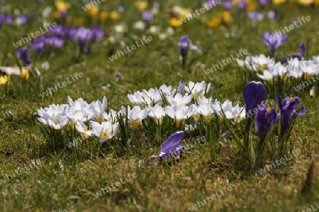 Krokus, Crocus vernus