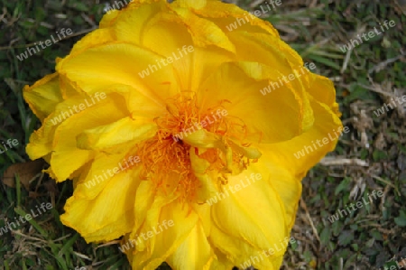 Butterblumenbaum- Cochlospermum vitifolium