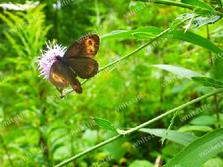 Schmetterling III