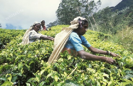 Asien, Indischer Ozean, Sri Lanka,
Eine Tamilische Frau beim pfluecken von Teeblaettern im Tee Anbaugebiet von Nuwara Eliya in Zentralen Gebierge von Sri Lanka. (URS FLUEELER)






