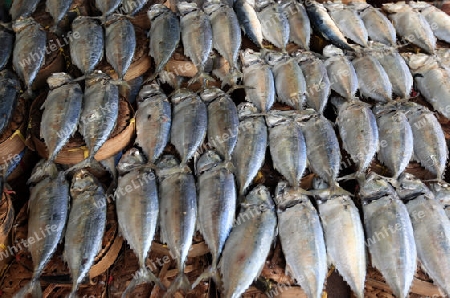 Fische auf dem Thewet Markt im Zentrum der Hauptstadt Bangkok in Thailand. 