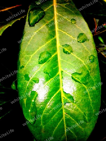 Blatt nach dem Regen