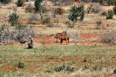 Safari