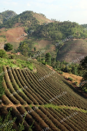 Die Landschaft mit Tee Plantagen beim Bergdorf Mae Salong in der Huegellandschaft noerdlich von Chiang Rai in der Provinz Chiang Rai im Norden von Thailand in Suedostasien.