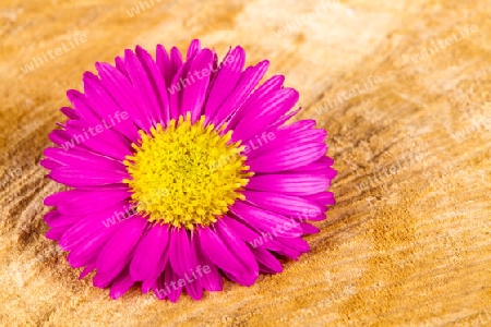 Pink Aster auf Holzhindergrund