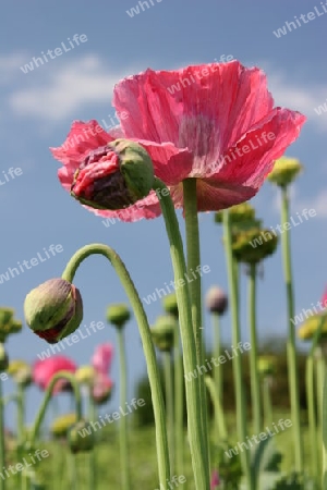 Feld mit Mohnblumen