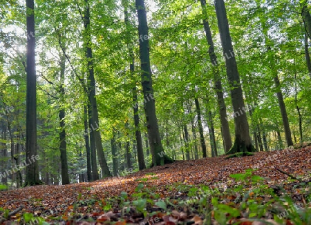 Beautiful view into a dense green forest with bright sunlight casting deep shadow.