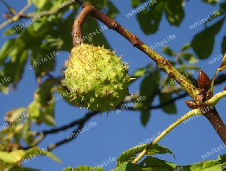 Kastanie am Baum