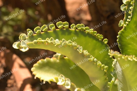 Brutblatt - Calanchoe pinnata