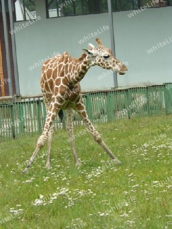 Giraffe