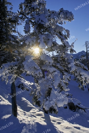 Baum, verschneit mit Sonne