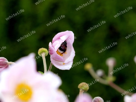 Gartenblume Anamone mit Hummel