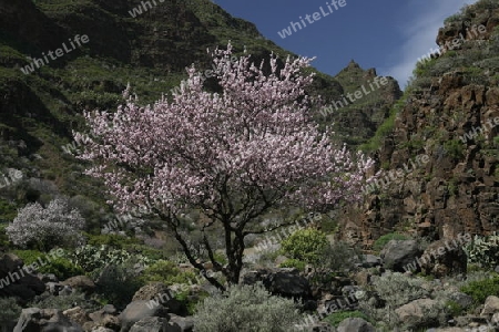 Almont Tree with springflowers in the Barranco de Guayadeque in the Aguimes valley on the Canary Island of Spain in the Atlantic ocean.