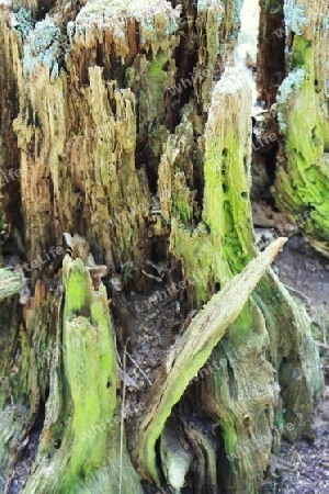 Waldskulptur Auferstehung 2