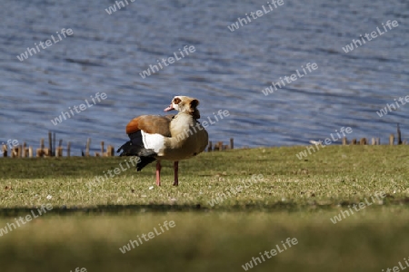 Nilgans, Alopochen aegyptiacus  