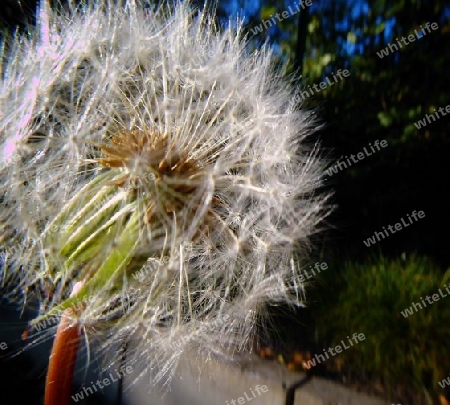 Pusteblume