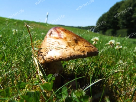 Wiesenchampignon