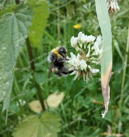 Hummel auf Klee