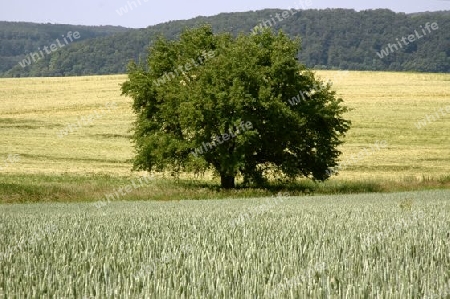 Baum auf Feld