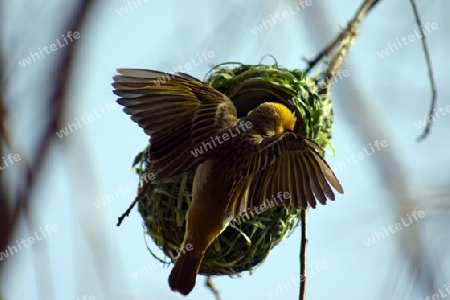 Spotted-backed Weaver Female, Ploceus cucullatus