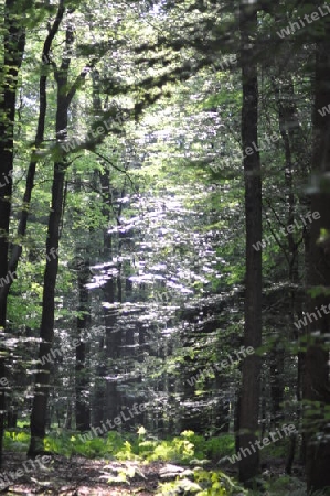 Wald,Lichtspiele,Sonne