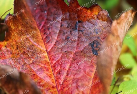 Colorful autumn leaves for backgrounds or textures