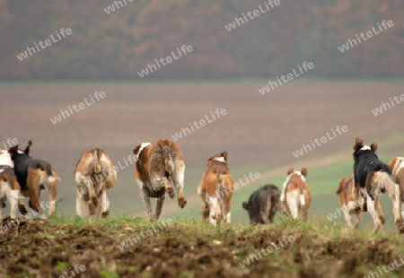 auf der Jagd