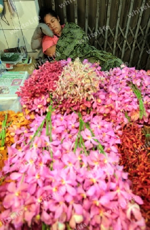 flowers at the flowermarket at the Pak Khlong Markt in Banglamphu in the city of Bangkok in Thailand in Suedostasien.