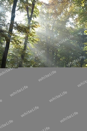 Licht im Wald