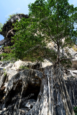 A tonsai Tree at the Hat Tom Sai Beach at Railay near Ao Nang outside of the City of Krabi on the Andaman Sea in the south of Thailand. 