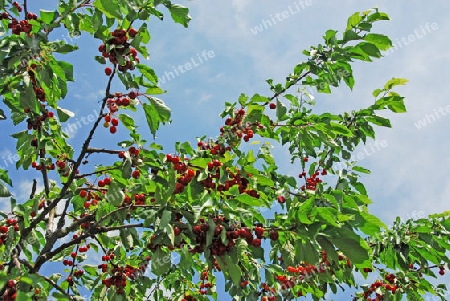 Rote Kirschen am Baum