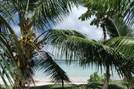 Palmen am tropischen Strand, Mauritius