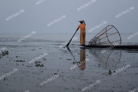 Fishermen at sunrise in the Landscape on the Inle Lake in the Shan State in the east of Myanmar in Southeastasia.