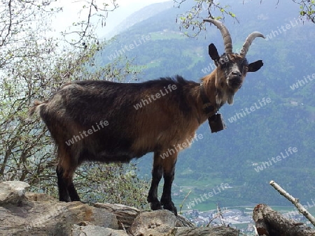 Tiroler Berge